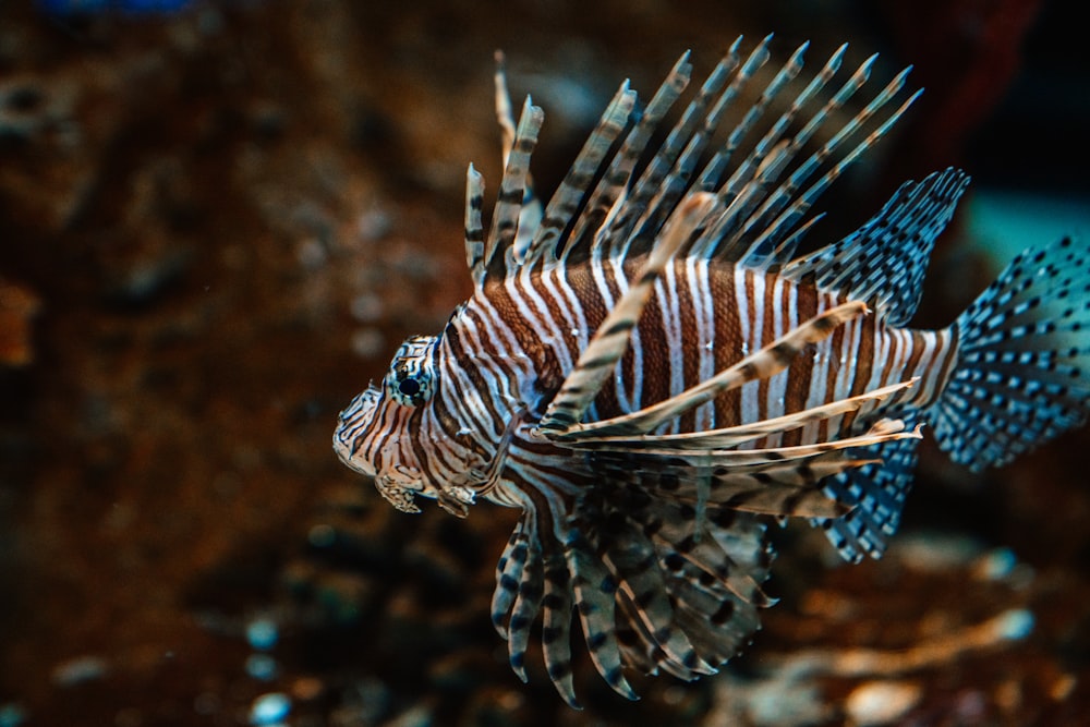 brown and black fish