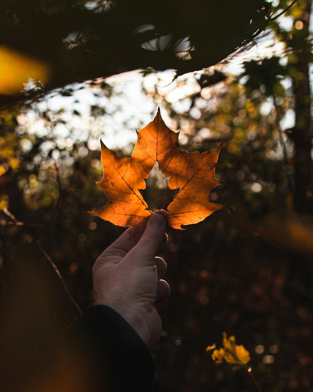 person holding brown leaf