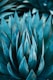 teal lotus flower illustration
