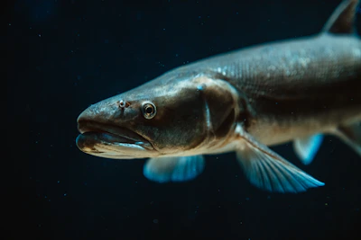 Detailed shots of fish and mollusks native to Kupiškio Marios, highlighting their unique features.
