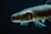 A close-up view of a fish swimming in dark water, highlighting its detailed scales, fins, and eye. The lighting emphasizes the texture and natural coloration of the fish.