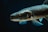A close-up view of a fish swimming in dark water, highlighting its detailed scales, fins, and eye. The lighting emphasizes the texture and natural coloration of the fish.
