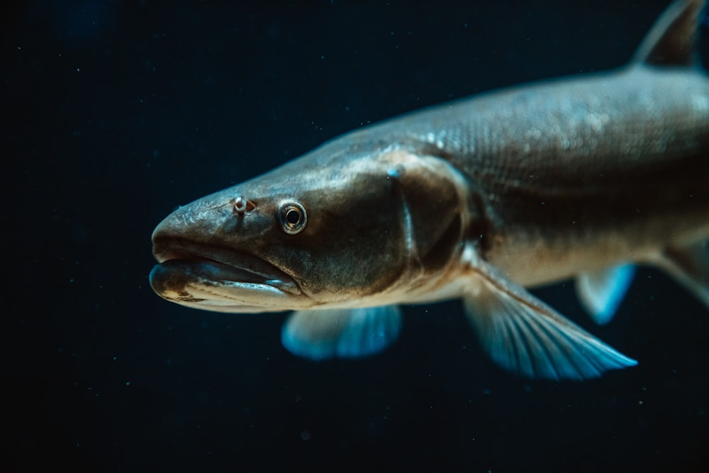 fotografia ravvicinata di pesce grigio