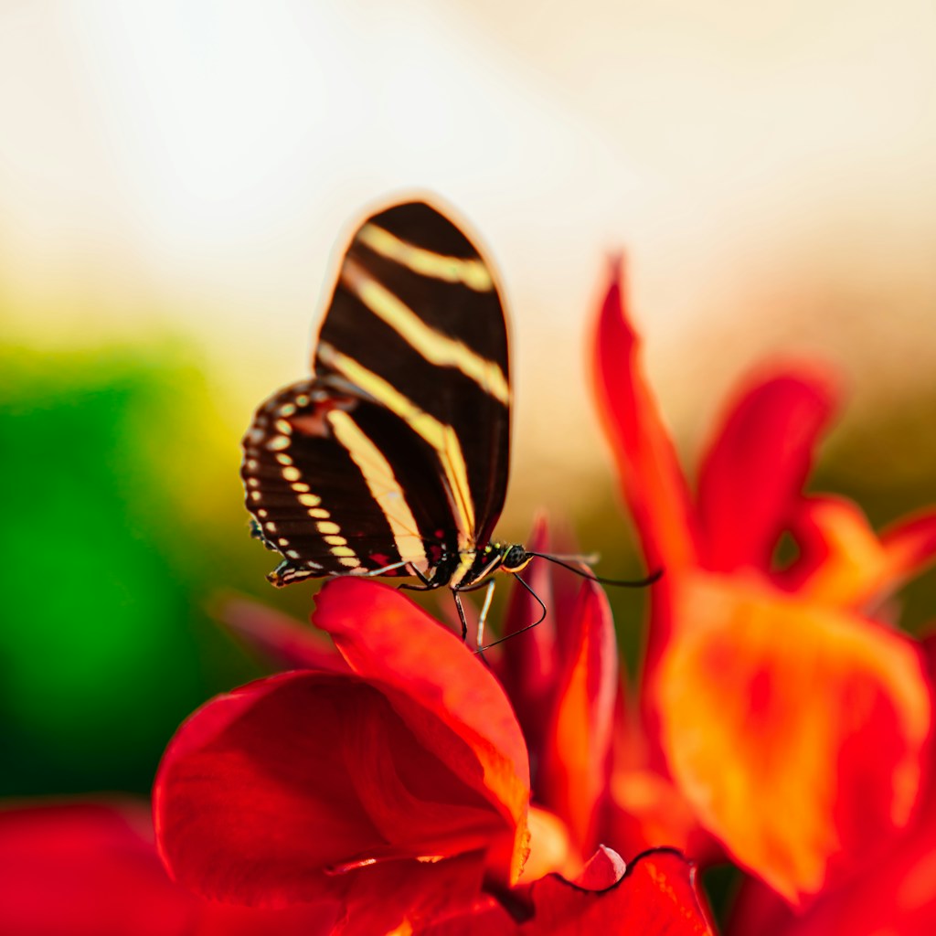 butterfly perched on red flower