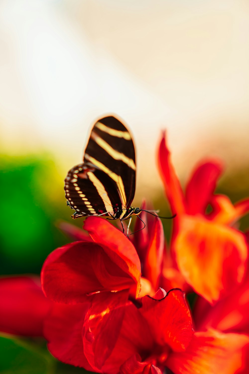 butterfly perched on red flower