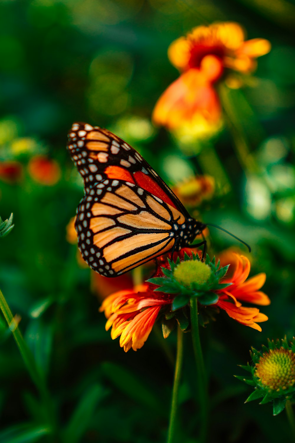 borboleta laranja e preta nas flores