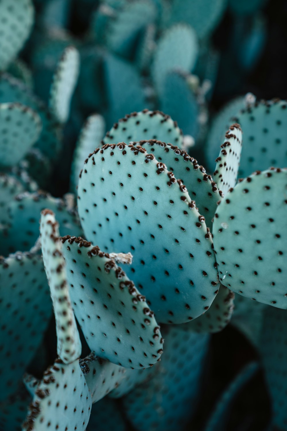Plantas de cactus verdes