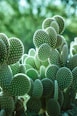 closeup photo of green cactus