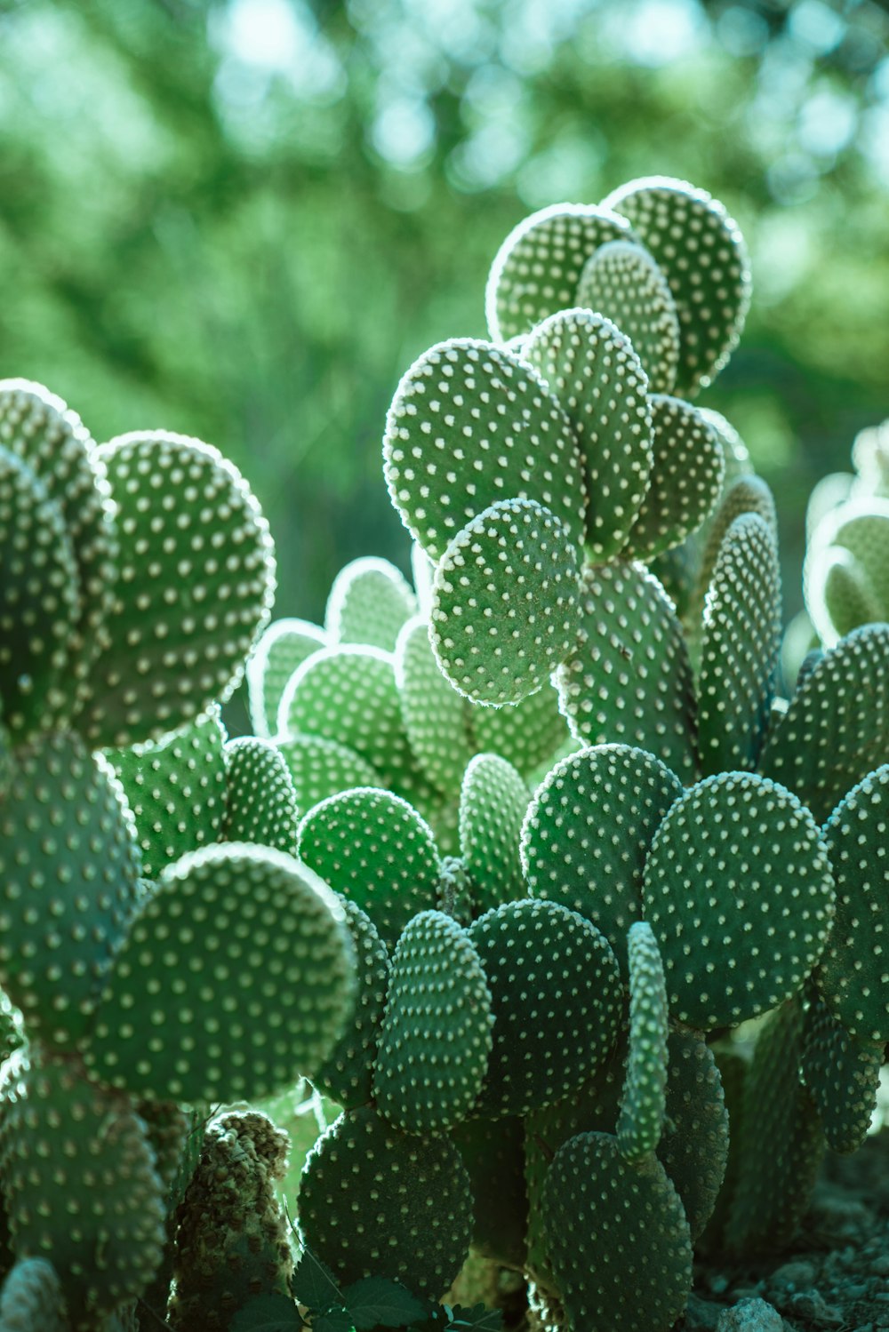 closeup photo of green cactus