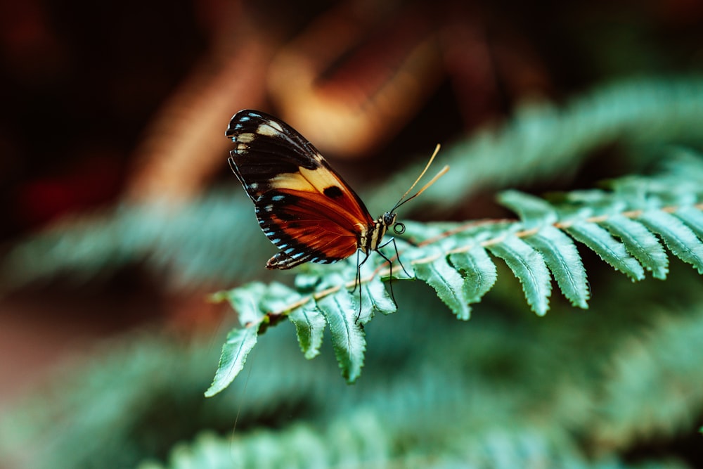 selective focus photography of black and brown butterfly on green leaf