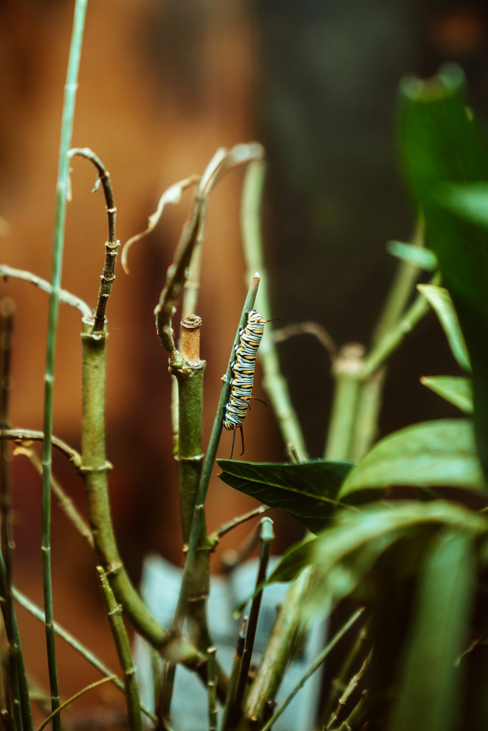 selective focus photography of caterpillar on plant