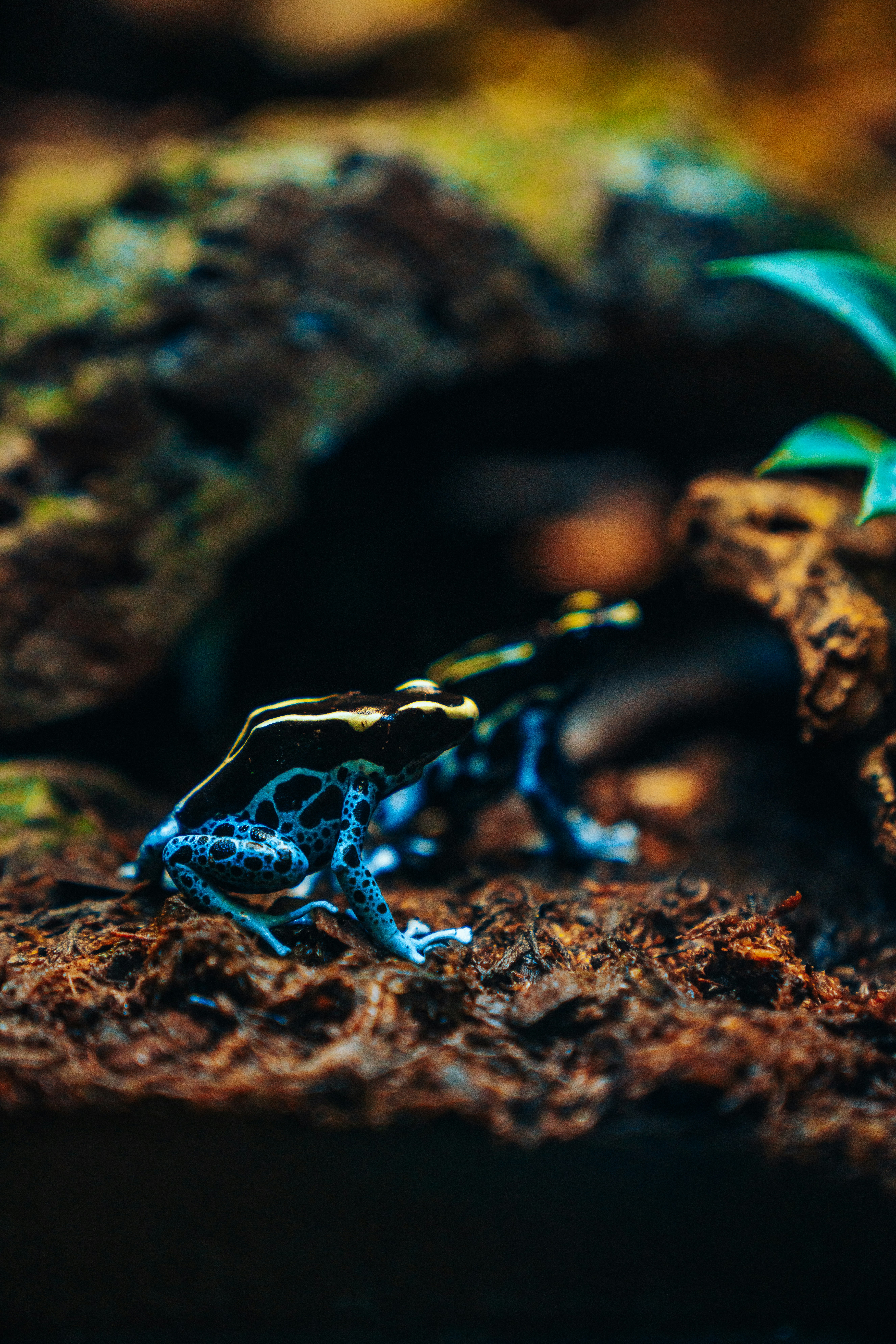 two blue-and-black frogs