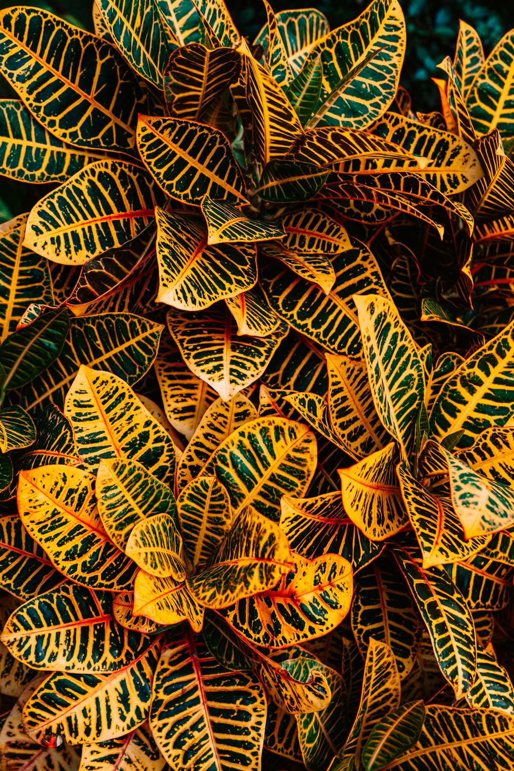 green and yellow crotons