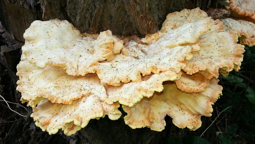 beige fungus in tree