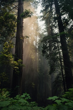 green leafed trees during daytime