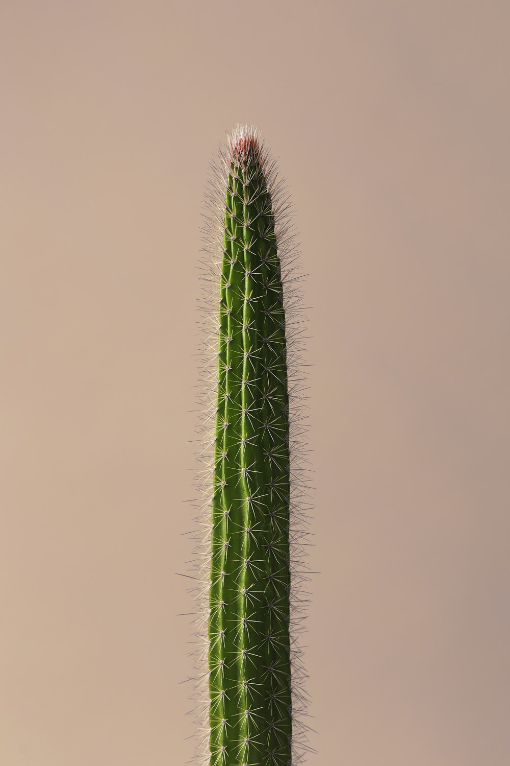 closeup photo of green cactus photo – Free Cactus Image on Unsplash