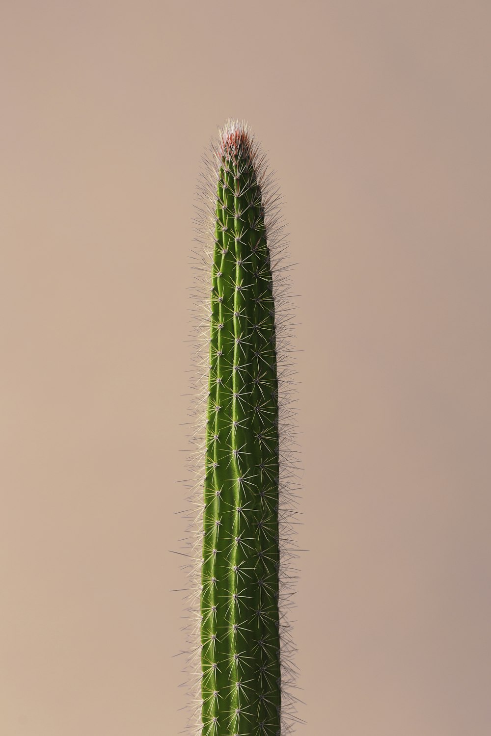 closeup photo of green cactus