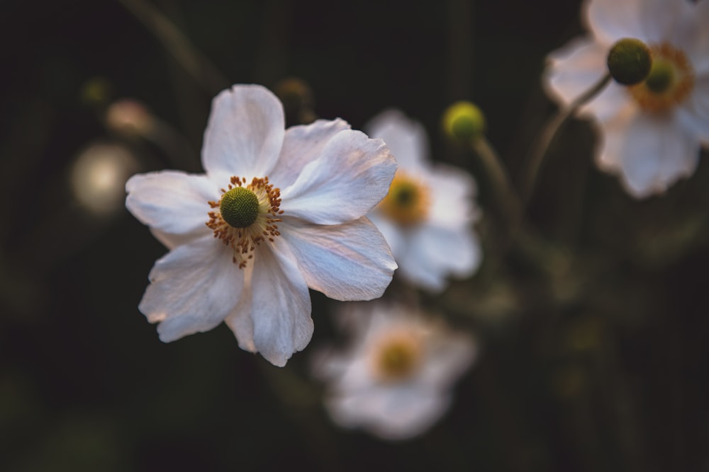 Foto de enfoque superficial de flores blancas