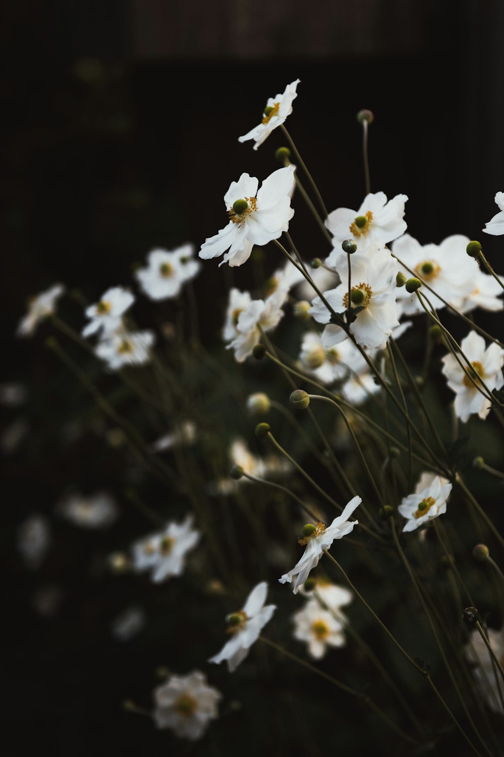 white-petaled flowers