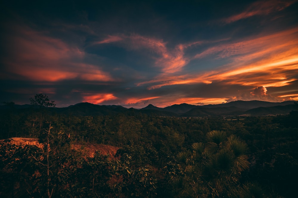 aerial photography of forest under blue and orange sky