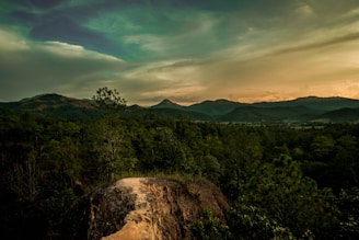 A scenic view of a lush forest trail inviting hikers to explore nature.