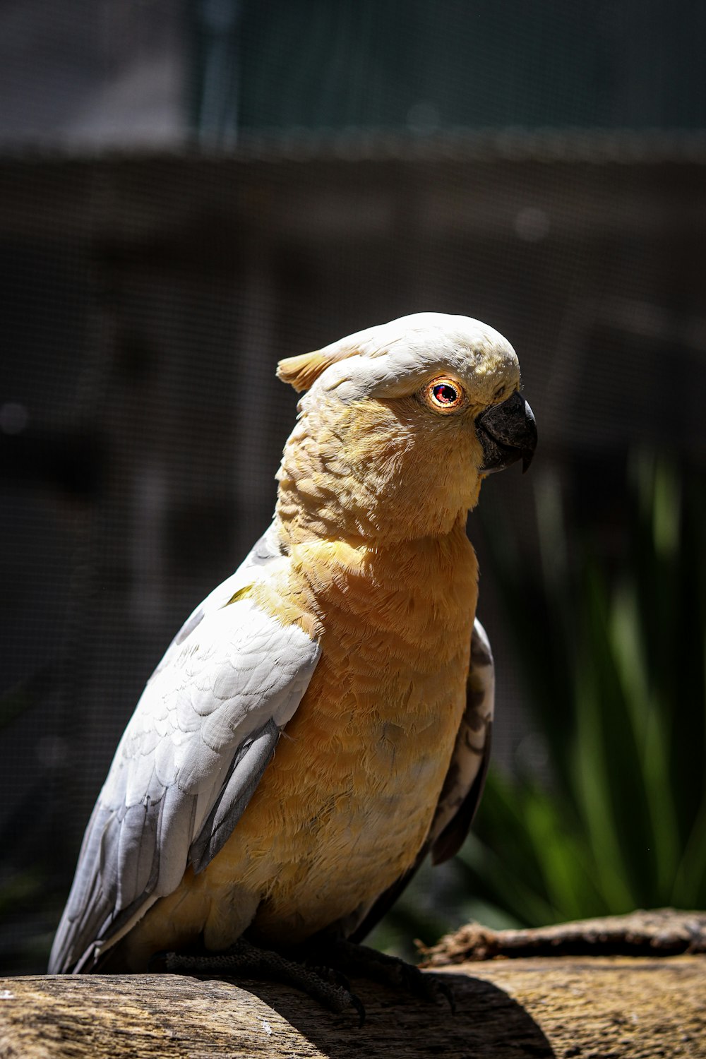 yellow and grey parrot