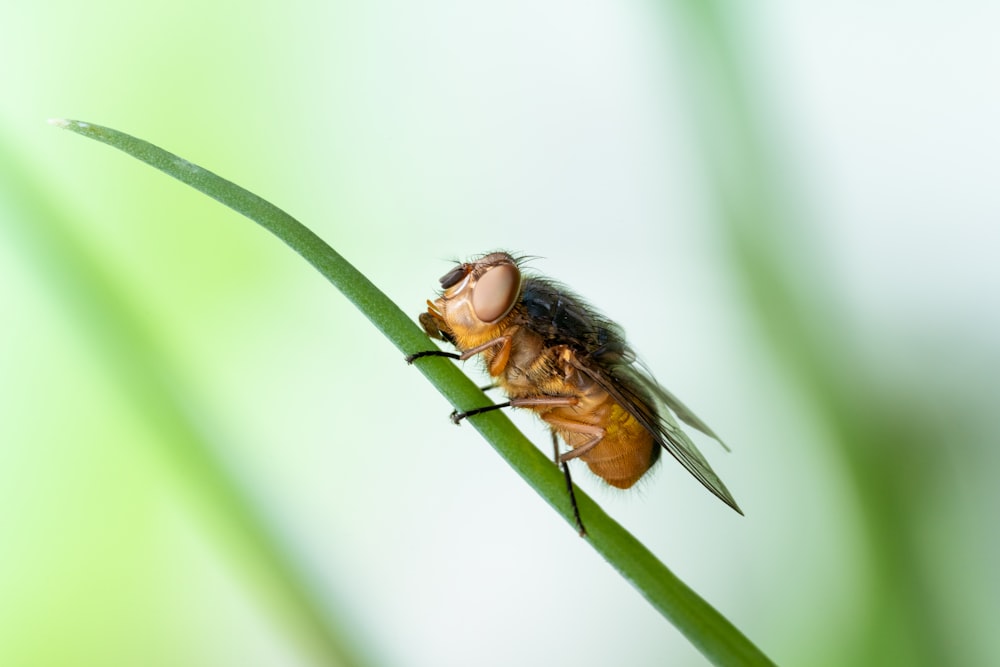 selective focus photography of fly on grass