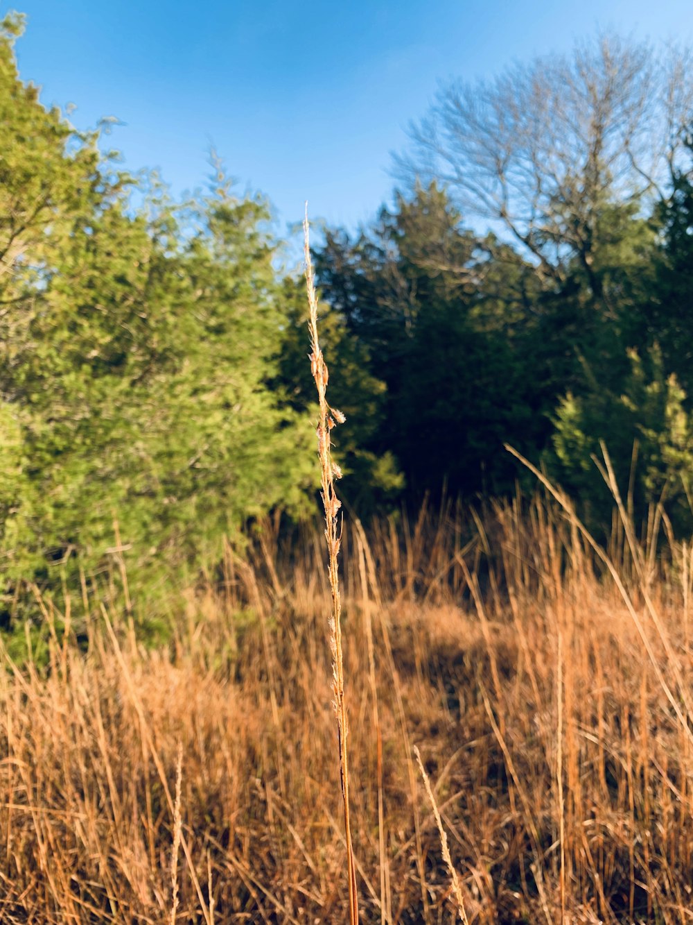 shallow focus photo of grass field during daytime