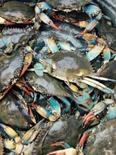 gray crabs lot