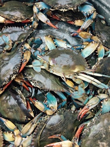 gray crabs lot