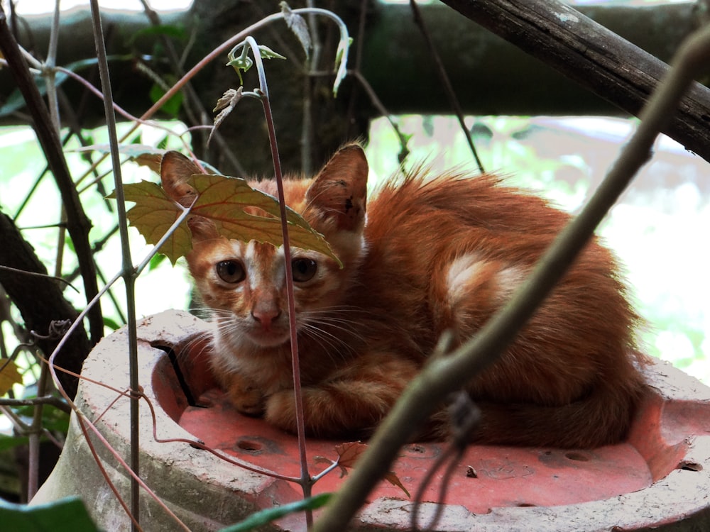 selective focus photography of orange kitten on red concrete surface