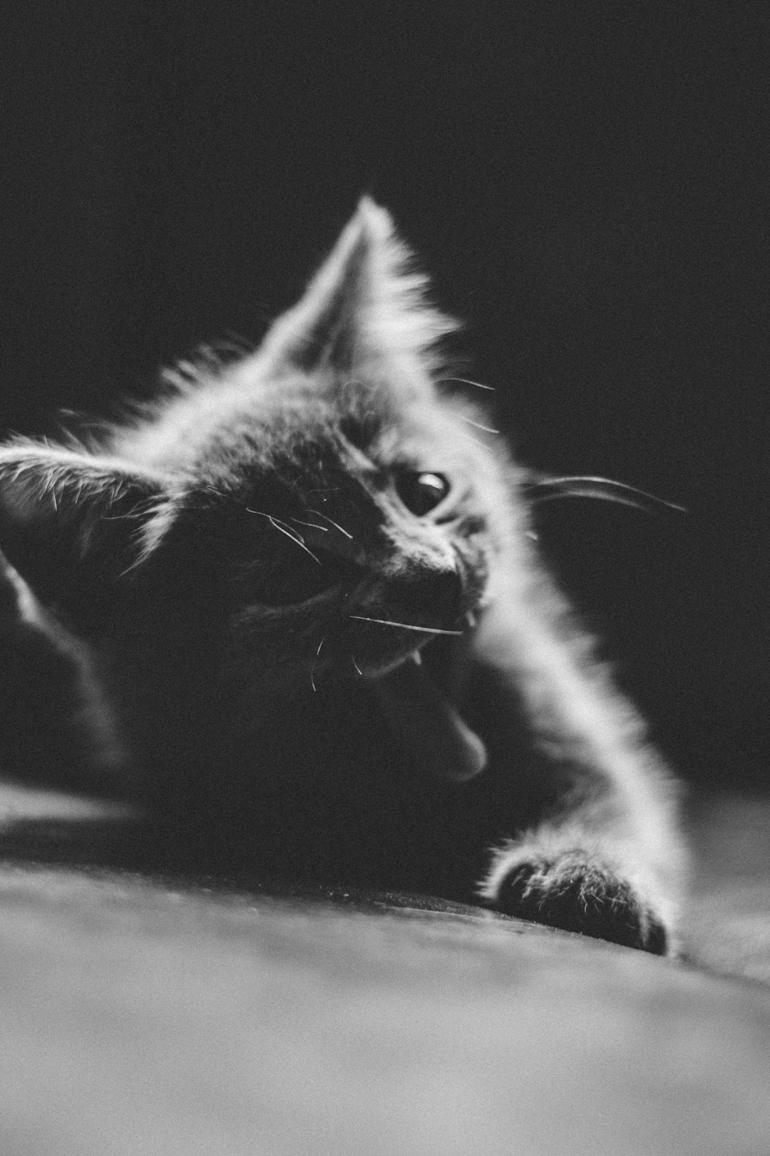 grayscale photography of kitten yawning