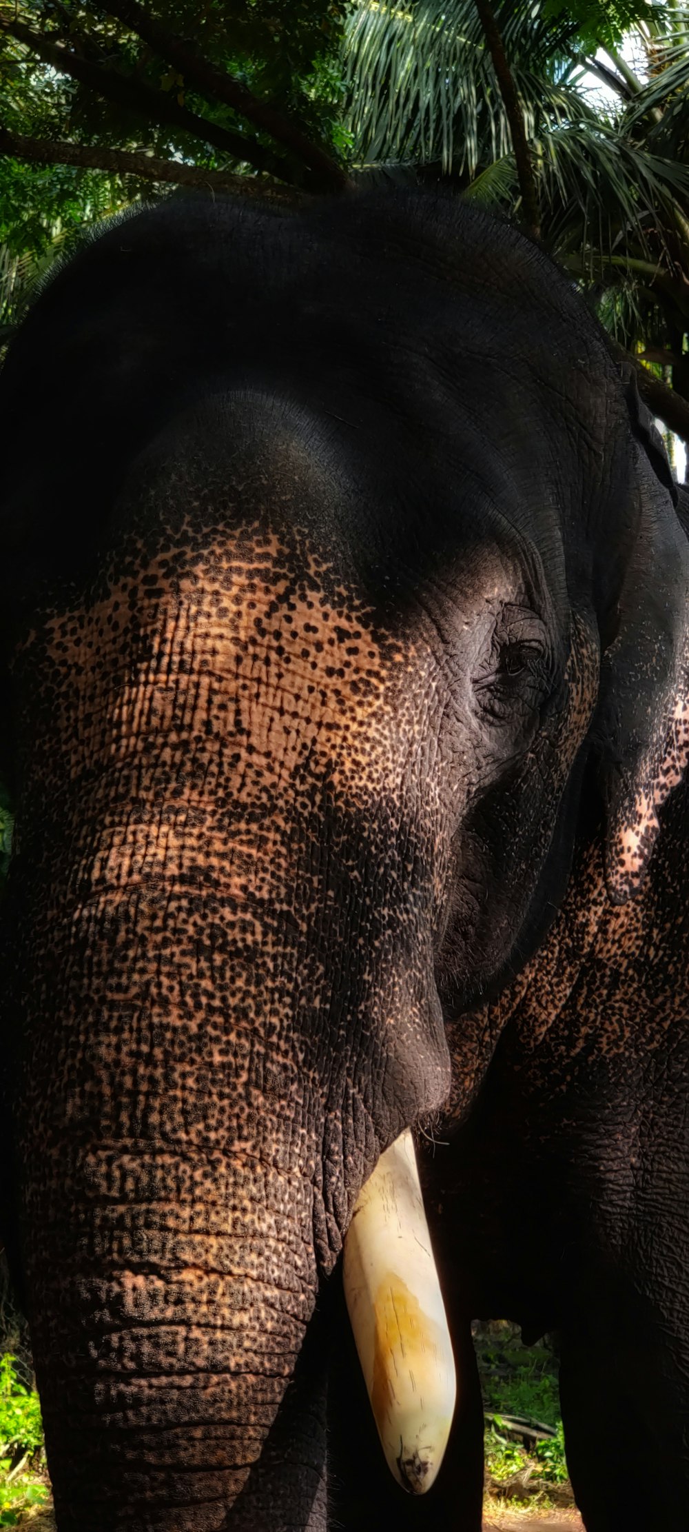 brown elephant standing under tree