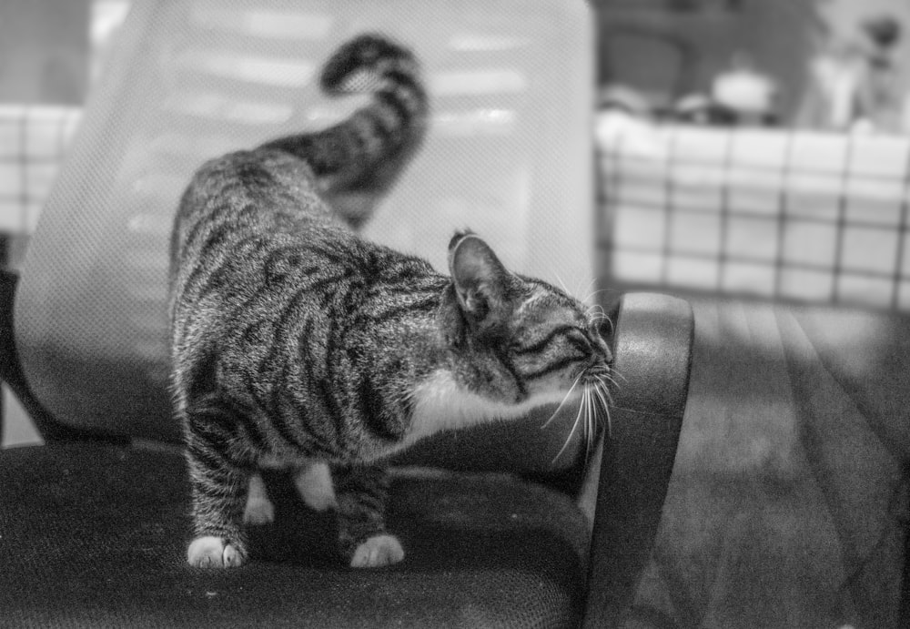 greyscale photography of tabby cat