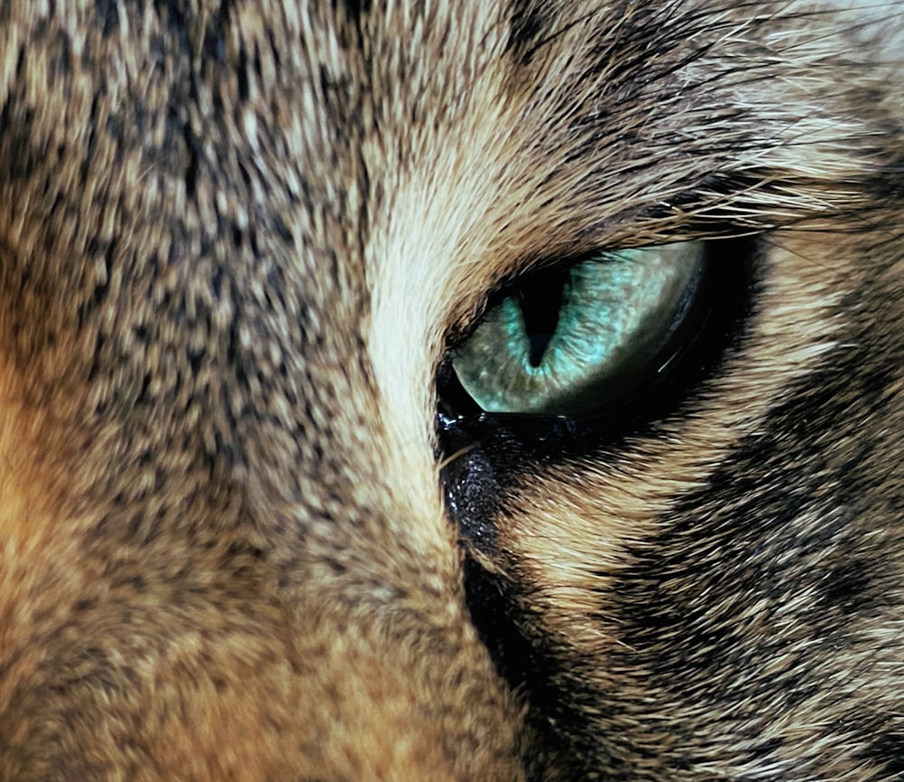 closeup photography of brown and black animal eye