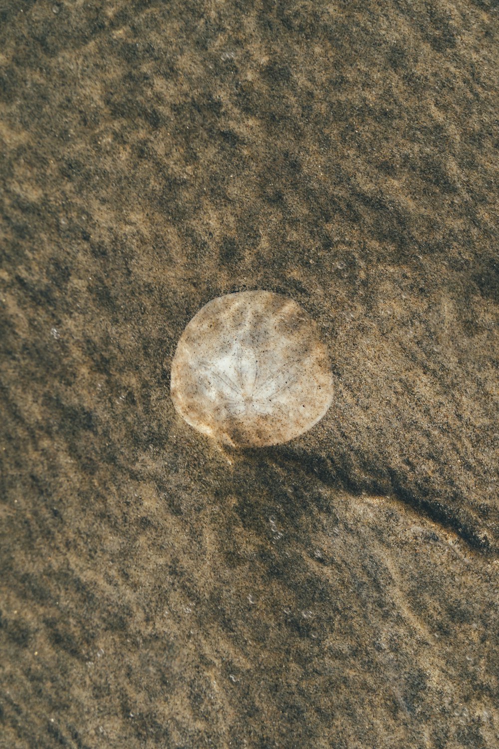 uma rocha sentada no topo de uma praia de areia