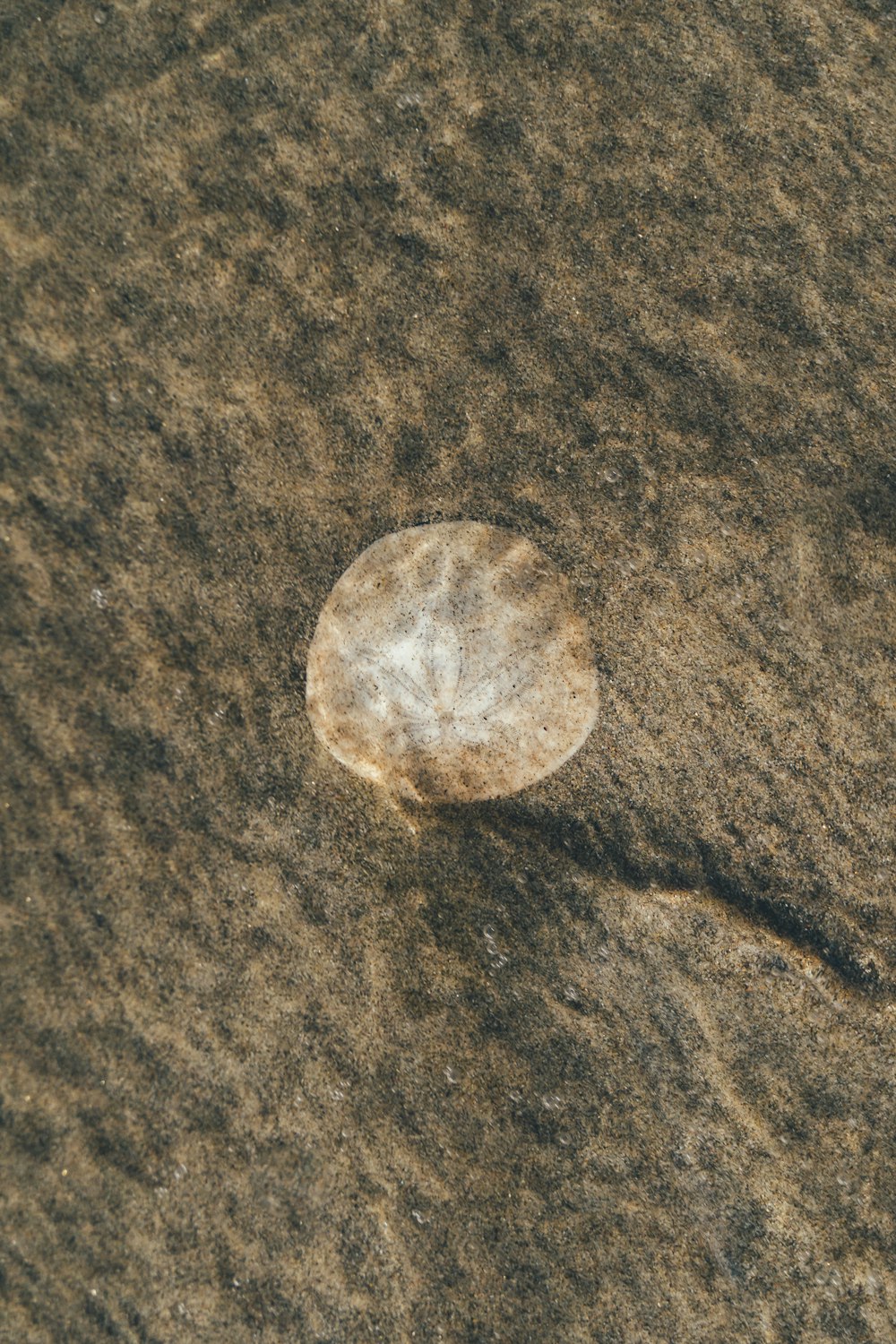 a rock sitting on top of a sandy beach