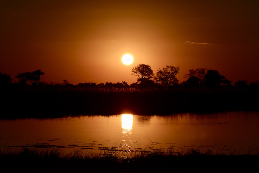 trees and body of water during golden hour