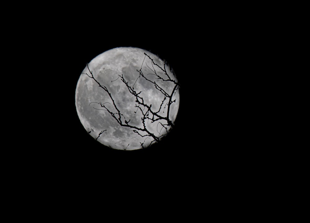 full moon during night
