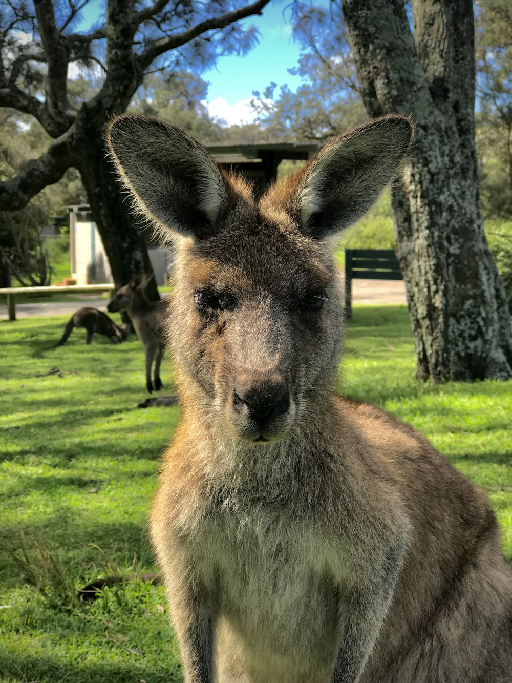 adult kangaroo near kangaroos and trees during day