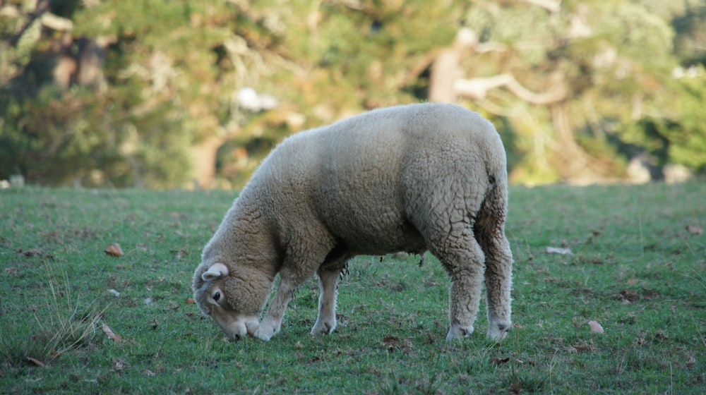 shallow focus photo of gray animal