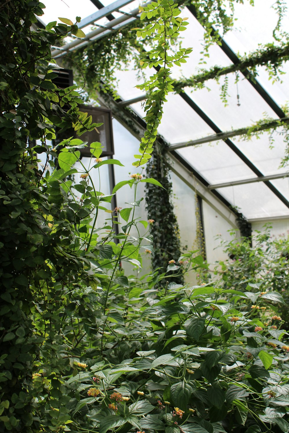 green-leafed plants inside greenhouse