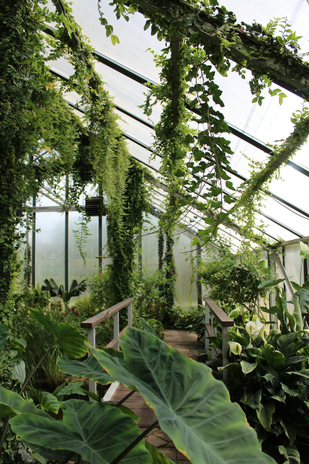 green leaf plants in garden