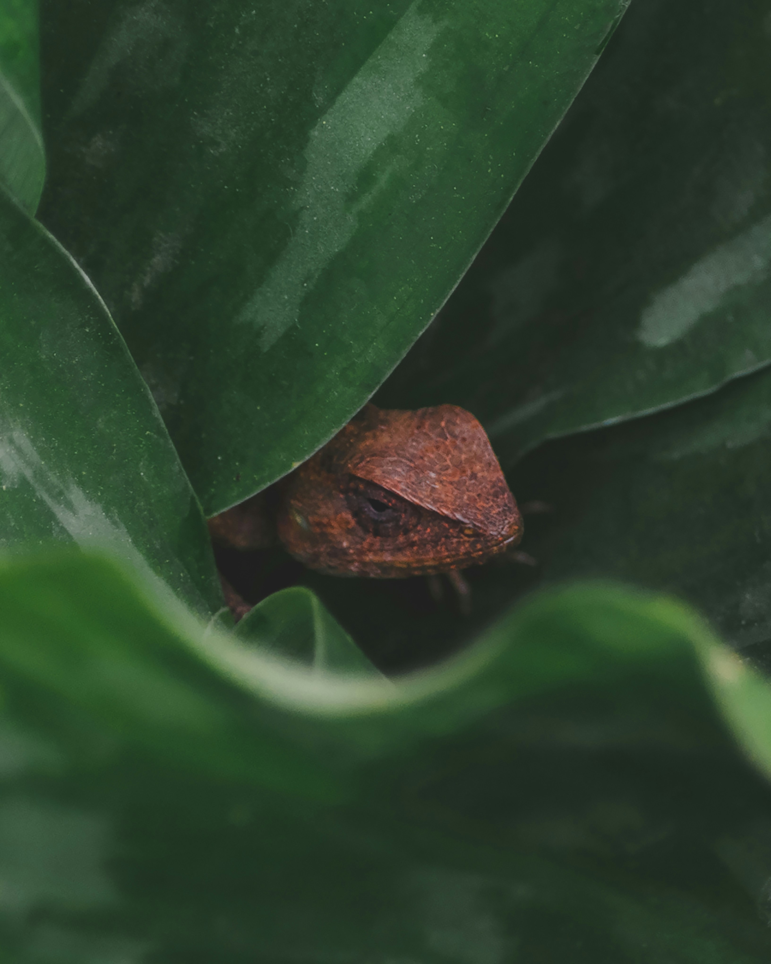 6. Brown Anole (image credits: unsplash)