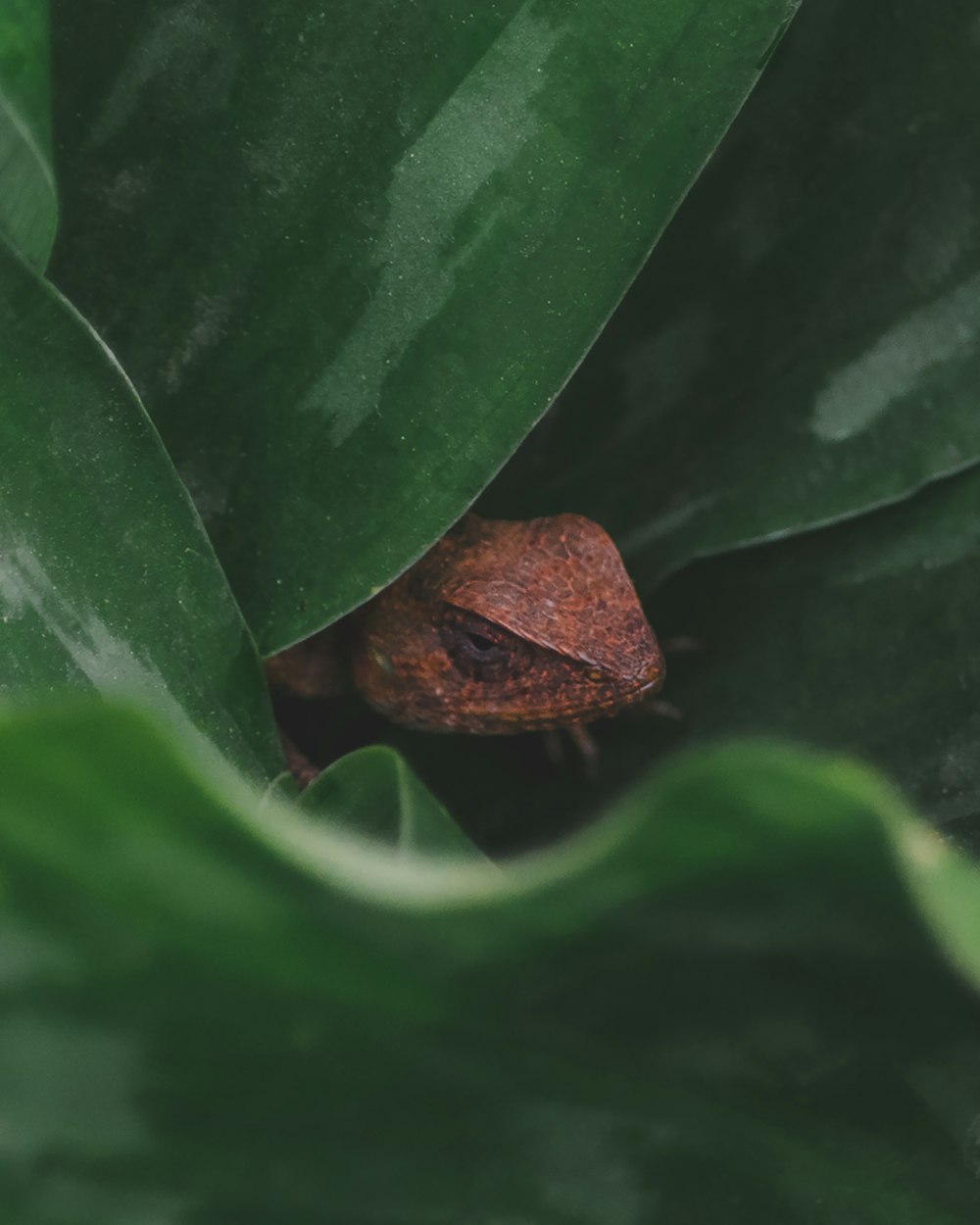 a close up of a leaf with a bug on it