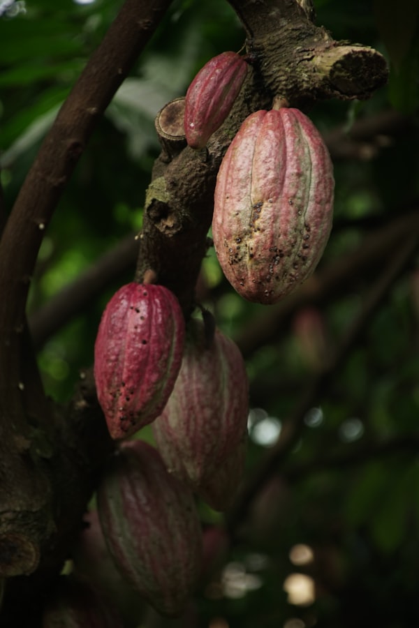 Cacao fruits on a tree, West Africa