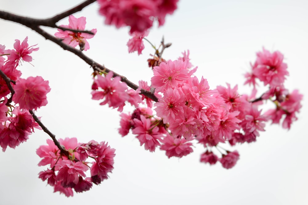 pink cluster flower photograph