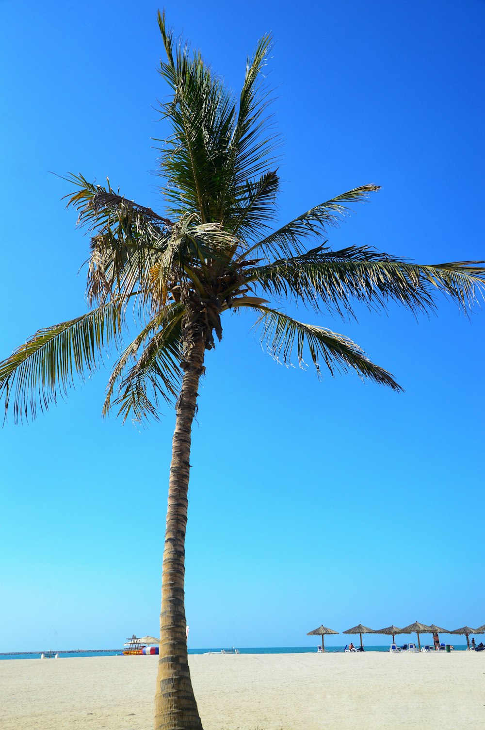coconut tree photograph