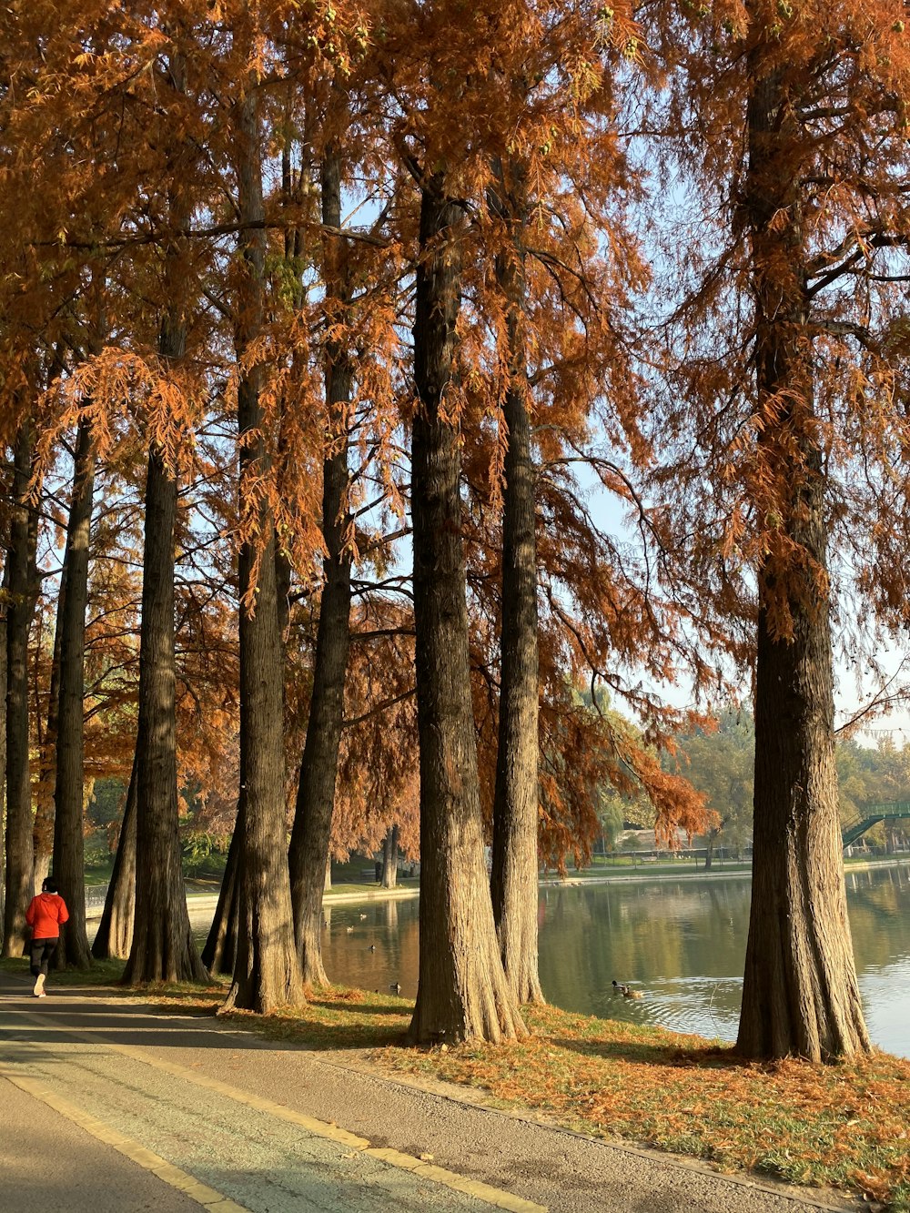 tall brown trees facing body of water