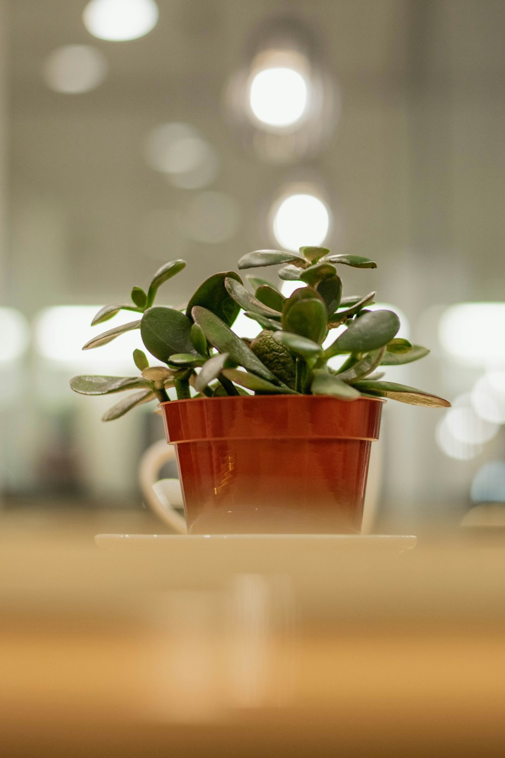 Una planta en maceta sentada encima de una mesa